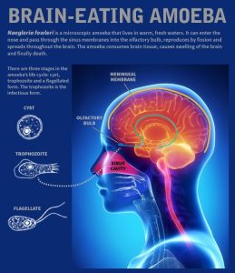 Brain Eating Amoeba:
