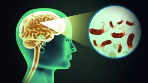 Brain Eating Amoeba: