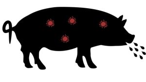 African Swine Fever