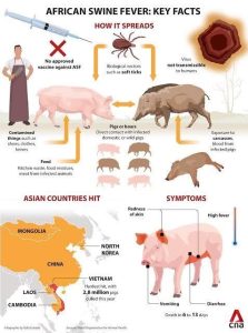 African Swine Fever