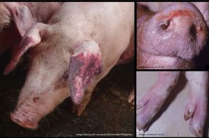 African Swine Fever